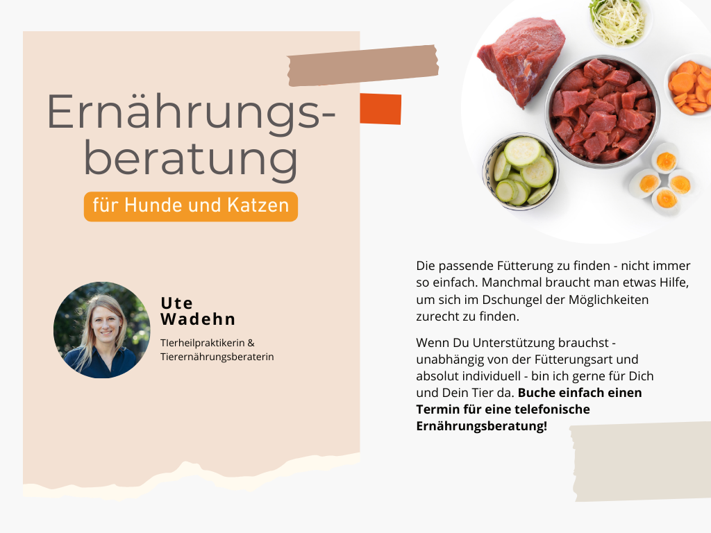 Ernährungsberatung für Hunde und Katzen buchen