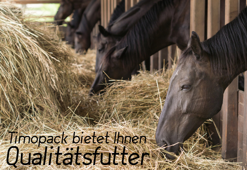 TimoPack Pferd Raufutter Blog Pferde Wissen Ernährung Heu Stroh Krippenfutter Pellets Müsli Heulage Vorbeischauen Qualität günstig fressen